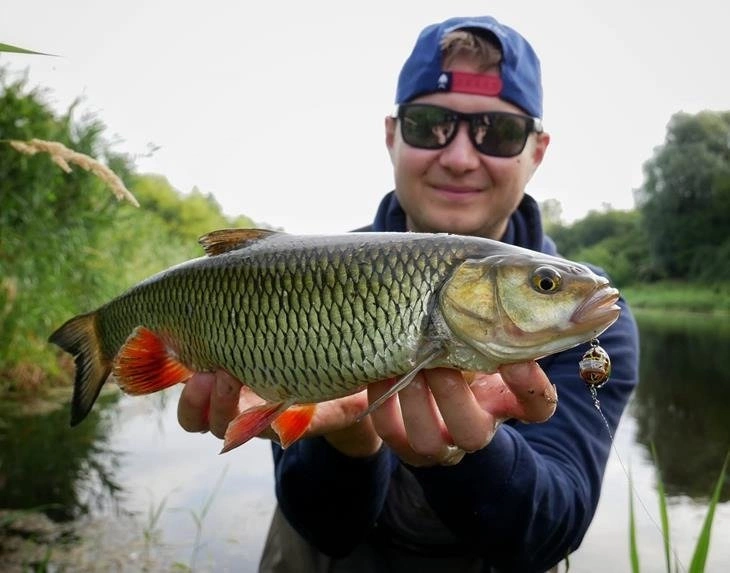 Wobler Salmo Lil`Bug 3cm | Black Bug | pływający